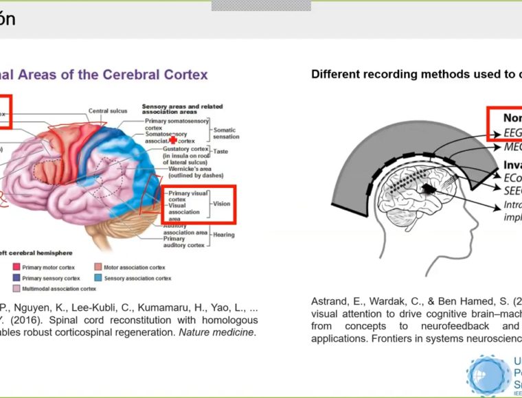 Funcional Areas of the Cerebral Cortex